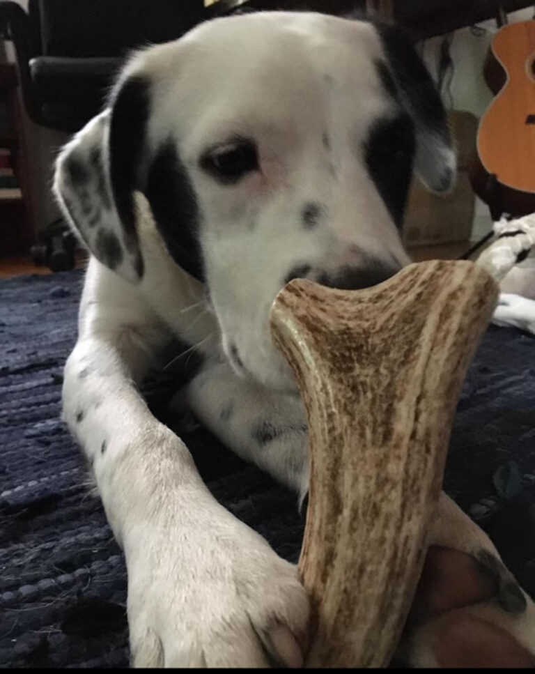 Elkhorn Dog Chews Elk and Deer Antler Dog Chews