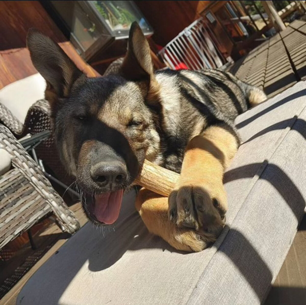 Elkhorn Dog Chews Elk and Deer Antler Dog Chews