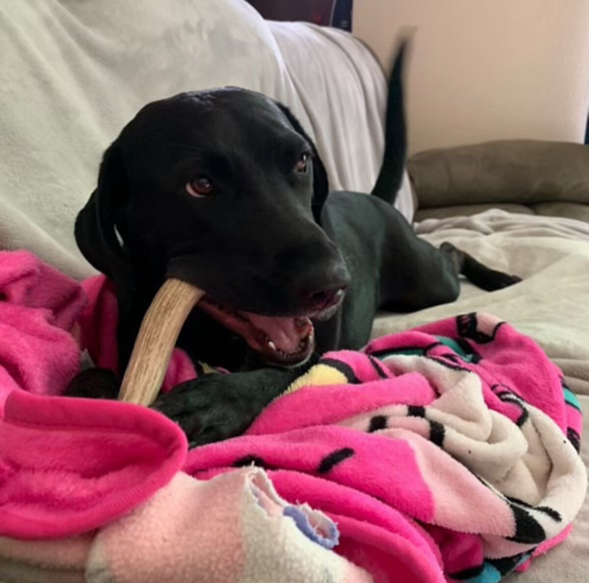 Elkhorn Dog Chews Elk and Deer Antler Dog Chews